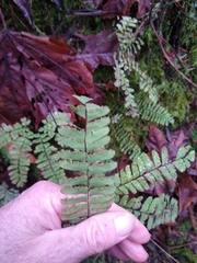 Adiantum aleuticum aleuticum