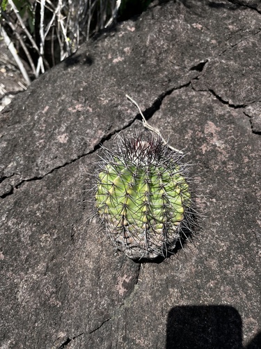 Melocactus smithii