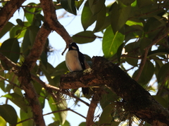 Sporophila lineola