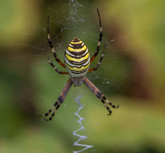 Argiope bruennichi