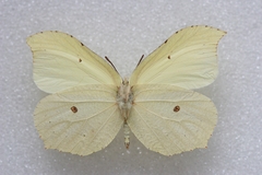 Gonepteryx aspasia
