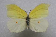 Gonepteryx aspasia