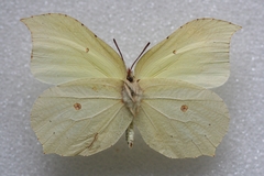 Gonepteryx aspasia