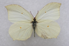 Gonepteryx aspasia