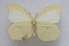 Gonepteryx aspasia