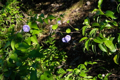 Jacquemontia pentanthos