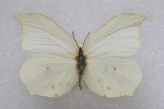 Gonepteryx aspasia
