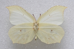 Gonepteryx aspasia