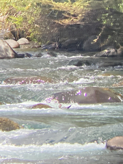 Hymenolaimus malacorhynchos