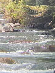 Hymenolaimus malacorhynchos