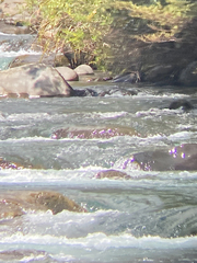 Hymenolaimus malacorhynchos