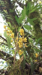 Trichocentrum pumilum