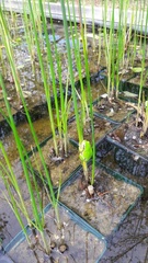 Hyla arborea