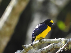 Euphonia chlorotica