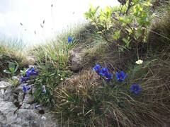 Gentiana clusii