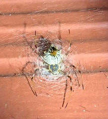 Herennia multipuncta