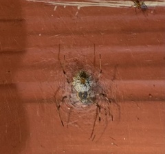 Herennia multipuncta