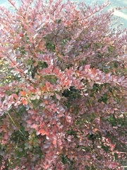 Berberis