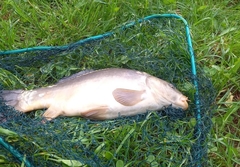 Cyprinus carpio carpio