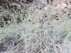 Parkinsonia florida