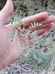 Parkinsonia florida