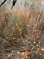 Crocanthemum scoparium