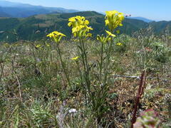 Erysimum pseudorhaeticum