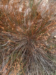 Crocanthemum scoparium