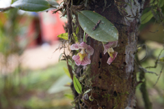 Rodriguezia lehmannii