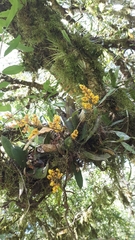 Trichocentrum pumilum