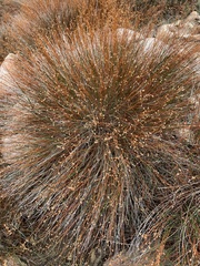 Crocanthemum scoparium