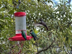 Campylopterus falcatus