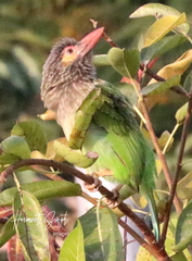 Psilopogon zeylanicus