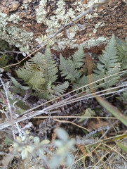 Myriopteris lindheimeri