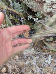 Myriopteris lindheimeri