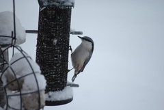 Sitta europaea europaea