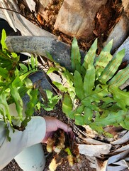 Phlebodium aureum