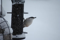 Sitta europaea europaea