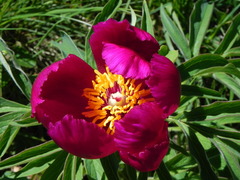 Paeonia officinalis