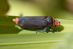 Aulacizes quadripunctata