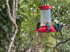 Campylopterus falcatus