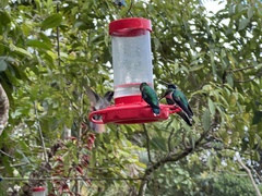 Campylopterus falcatus