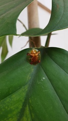 Aspidimorpha sanctaecrucis