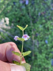 Clinopodium brownei