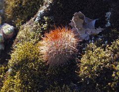 Mammillaria rhodantha