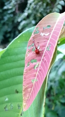Paracycnotrachelus