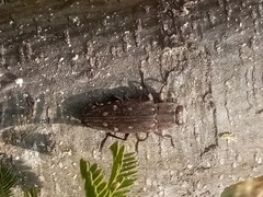 Chrysobothris basalis