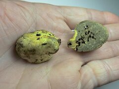 Truncocolumella citrina