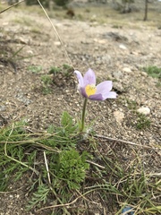 Pulsatilla tenuiloba