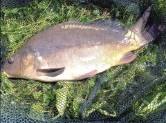 Cyprinus carpio carpio